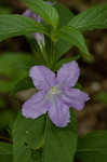 Limestone wild petunia